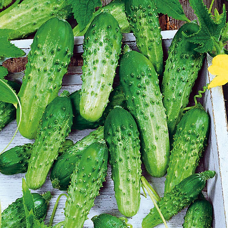 Фото Огурец Гаврош F1