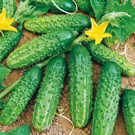 Фото Огурец Дублёр F1