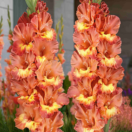 Фото Гладиолус Хучи Кучи Мэн