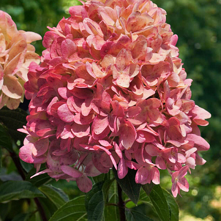 Фото Гортензия метельчатая Саммер лав