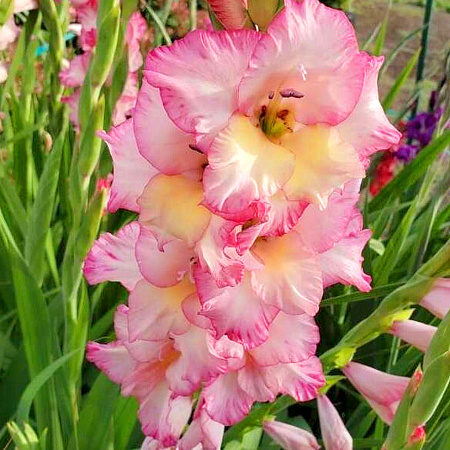 Фото Гладиолус Присцилла