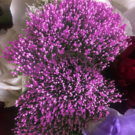 Фото Трахелиум Лесное озеро Фиолетовый