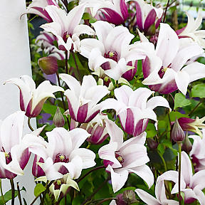 Клематис Принцесс Кейт