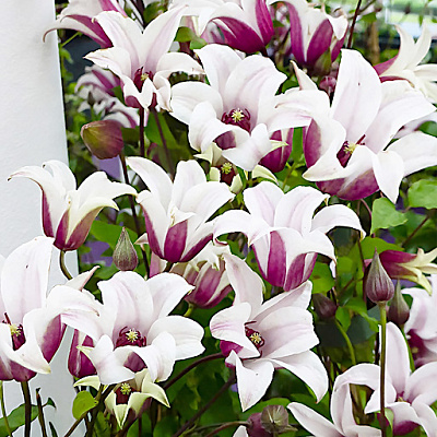 Клематис Принцесс Кейт