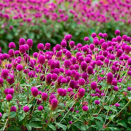 Фото Гомфрена Пурпурная