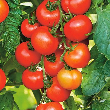 Фото Помидор Софа