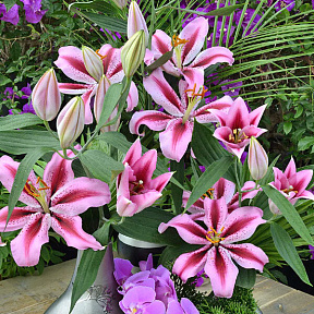 Лилия восточная Джейберд