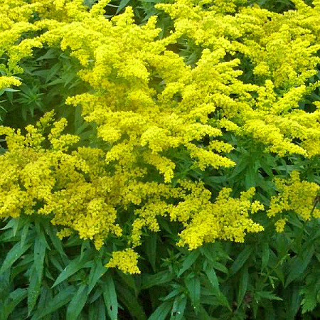 Фото Золотарник Голдкинг