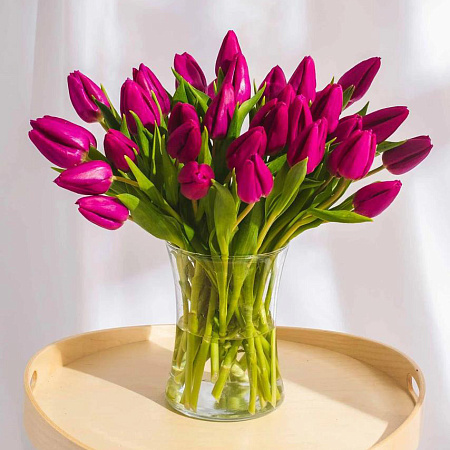 Фото Тюльпан триумф Линкольн