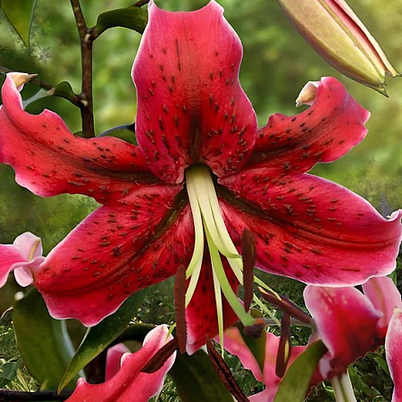 Фото Лилия ОТ-гибрид Мисс Фея