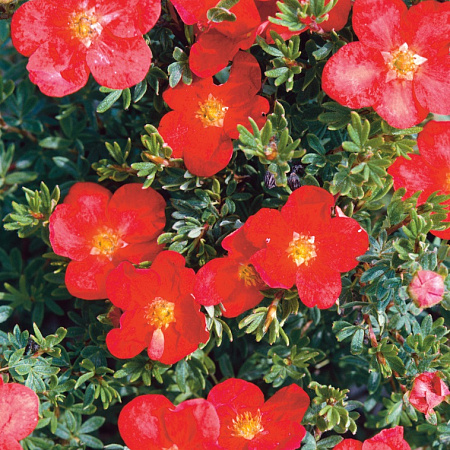 Фото Курильский чай Красный победитель