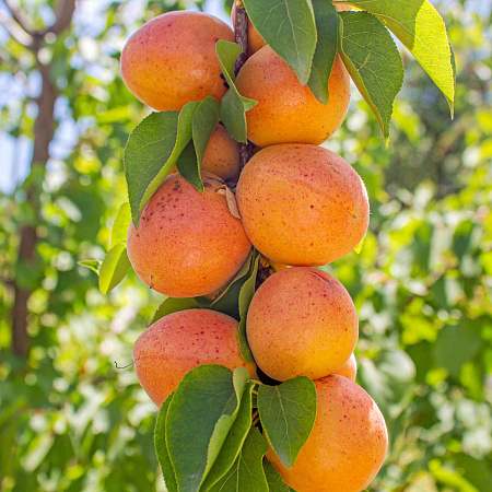 Фото Абрикос колонновидный Принц Март
