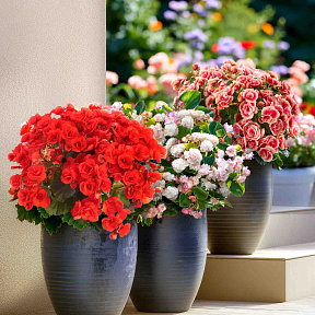 Набор бегоний элатиор №3