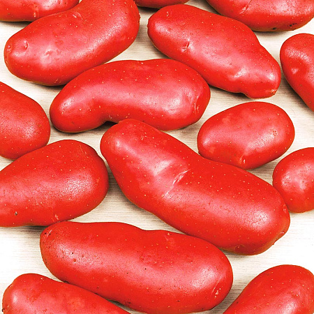 Фото Картофель Ред Скарлетт