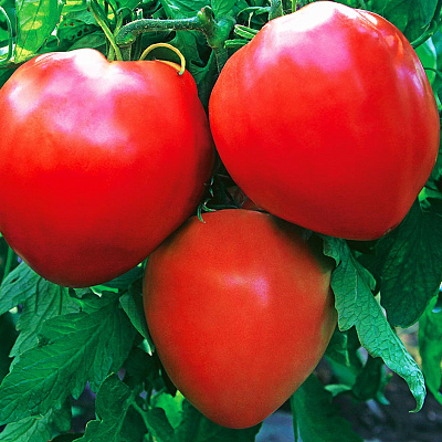 Помидор Бычье сердце гигантское F1