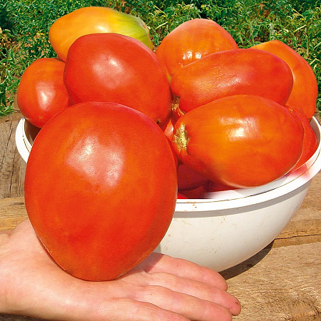Фото Помидор Челябинский баклажан F1