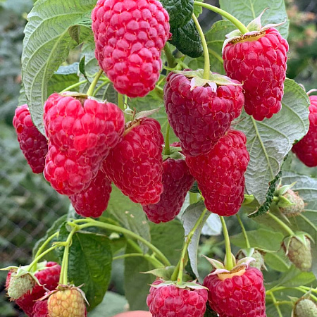 Фото Малина ремонтантная Васёна