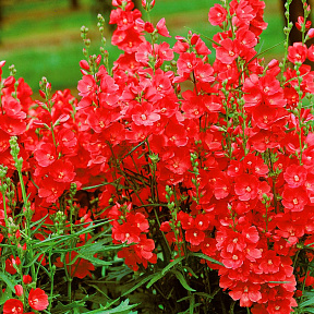 Сидальцея Бриллиант