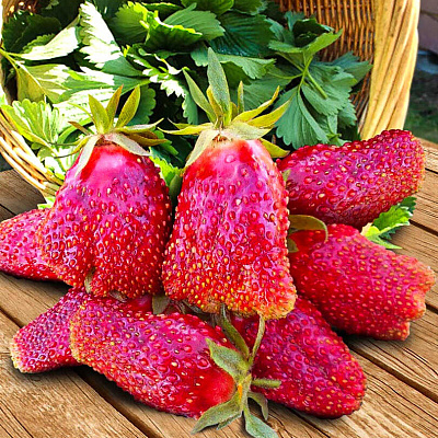 Земклуника Купчиха (в горшках)