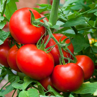 Помидор Рекорд F1