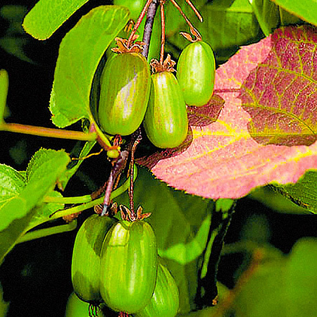 Фото Актинидия коломикта набор:Доктор Шимановский, Сентябрьская, мужской экземпляр