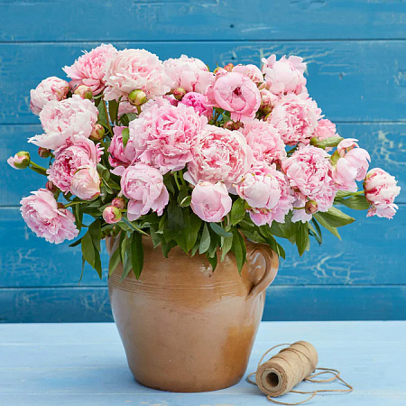 Фото Пион Сара Бернар