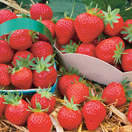 Фото Земляника садовая Мара де Буа