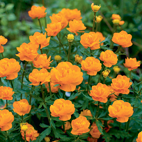 Купальница китайская