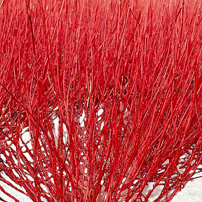 Дёрен белый Ред Гном