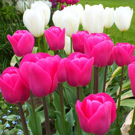 Фото Тюльпан триумф Барселона