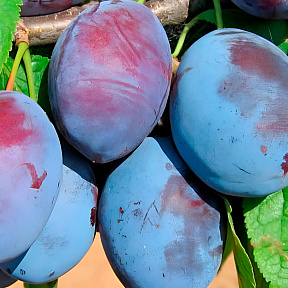 Слива Чернослив Чижика