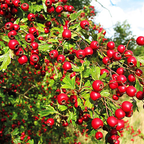 Боярышник перистонадрезанный 10шт