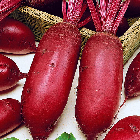 Фото Свёкла Внучка F1