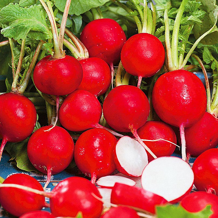 Фото Редис Мелито F1