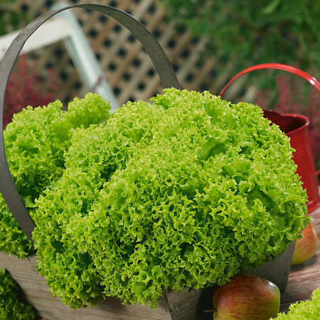 Фото Салат листовой Илема