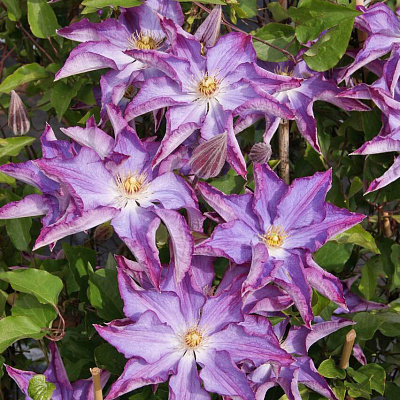 Клематис Палетт