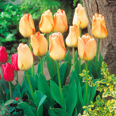 Тюльпан Дарвинов гибрид Дейдрим