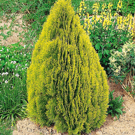 Фото Плосковеточник восточный Пирамидальный Аурея