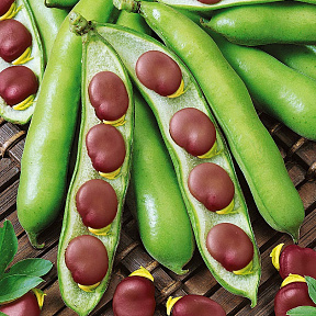 Бобы Русские чёрные