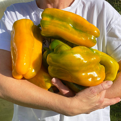 Перец сладкий Карлоне F1