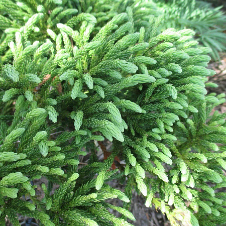 Фото Туя западная Литл Чемпион