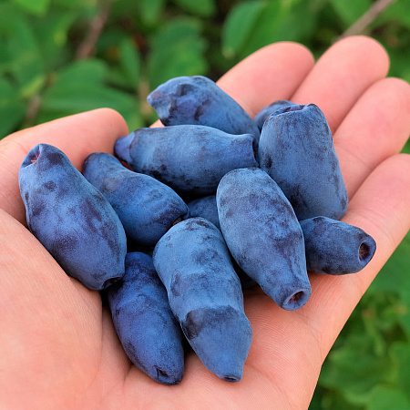 Фото Жимолость Вечный зов
