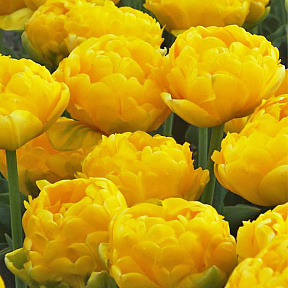 Тюльпан махровый поздний Йеллоу Помпонет