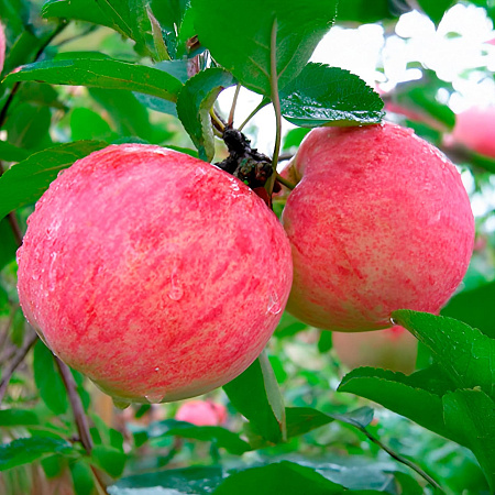 Фото Яблоня Первый салют