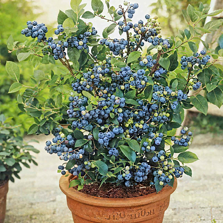 Фото Голубика Чиппева