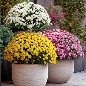 Набор хризантем мультифлора