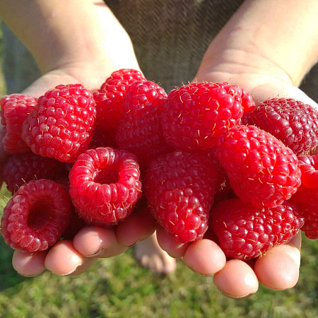 Фото Малина ремонтантная Карамелька