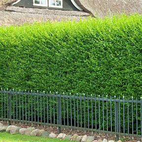 Бирючина обыкновенная Атровиренс