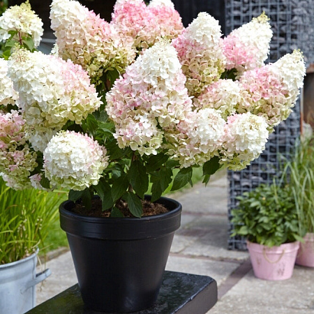 Фото Гортензия метельчатая Строуберри Блоссом