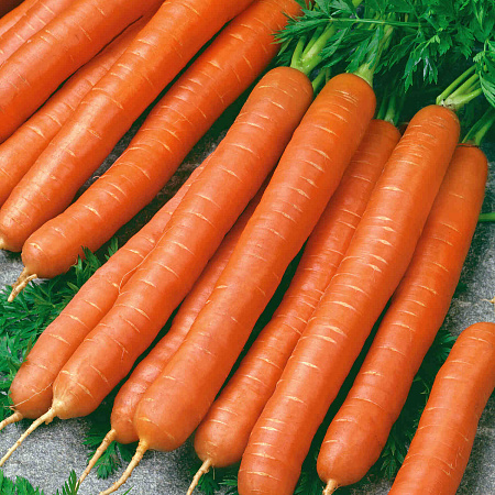 Фото Морковь Матрёшка